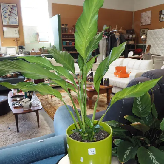 potted indoor plant - peace lily