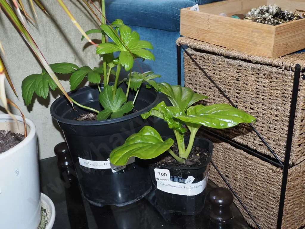 potted astrantia, small potted Chatham Island Forget Me Not Image 1++