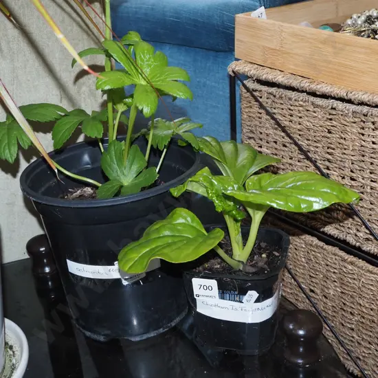 potted astrantia, small potted Chatham Island Forget Me Not
