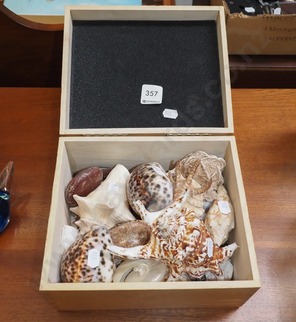 wooden box; seashells Image 1++