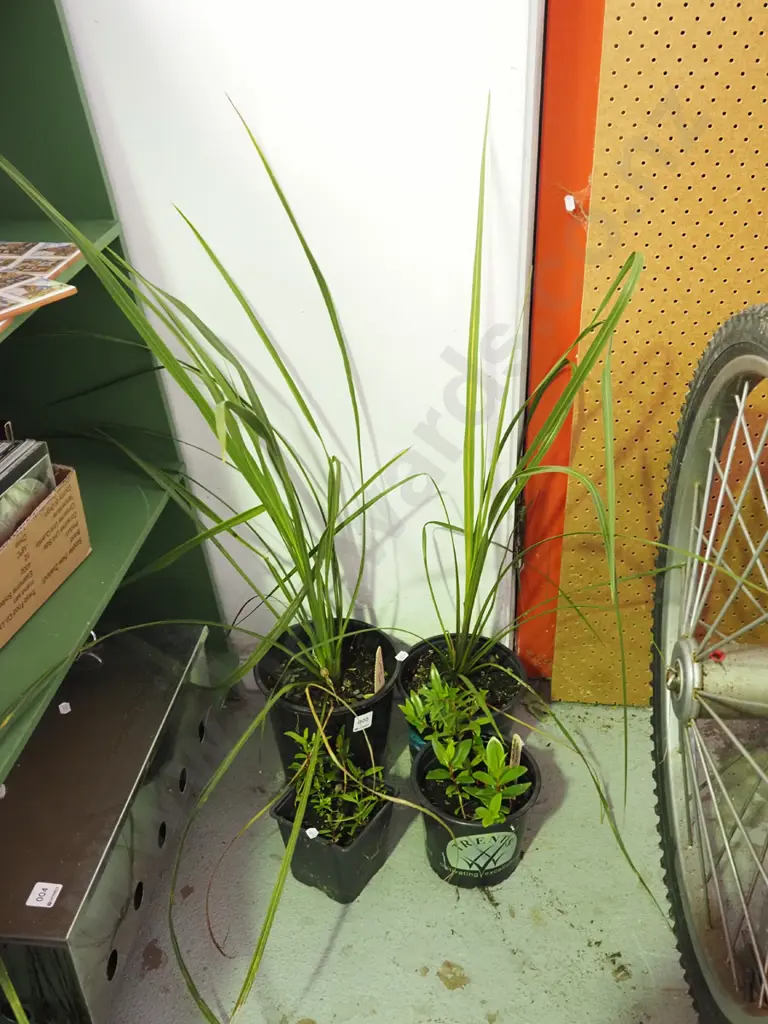 2x potted cabbage trees, 2x potted pohutukawa seedlings Image 1++