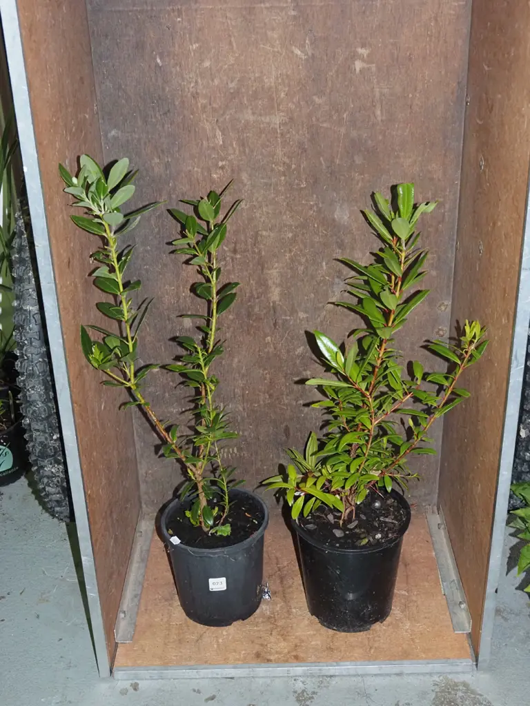 2x potted pohutukawa Image 1++
