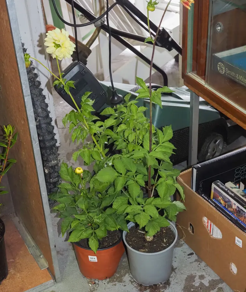 3x potted yellow dahlias Image 1++