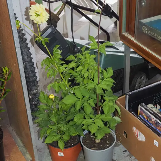 3x potted yellow dahlias