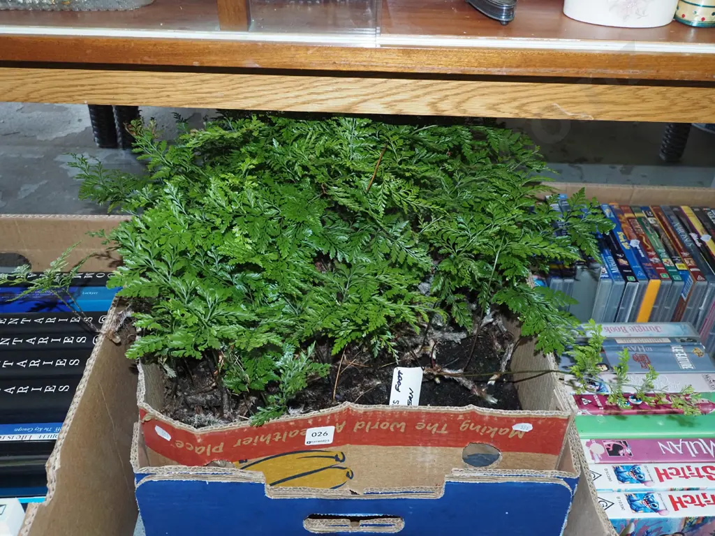 box of hens foot ferns Image 1++