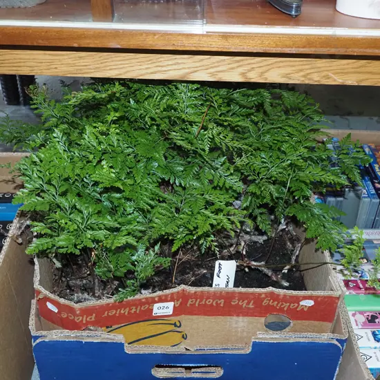 box of hens foot ferns