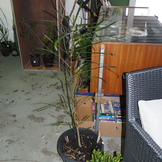 potted lancewood Overall H1000