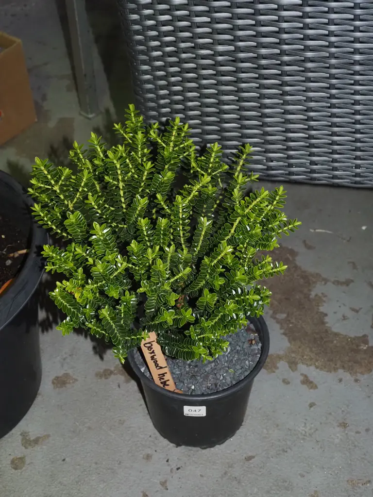 potted boxwood hebe Image 1++
