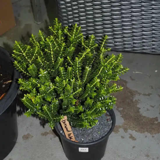 potted boxwood hebe