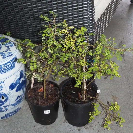 2x potted kowhai