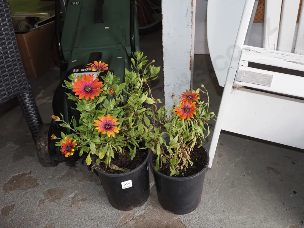 2x potted orange daisies Image 1++