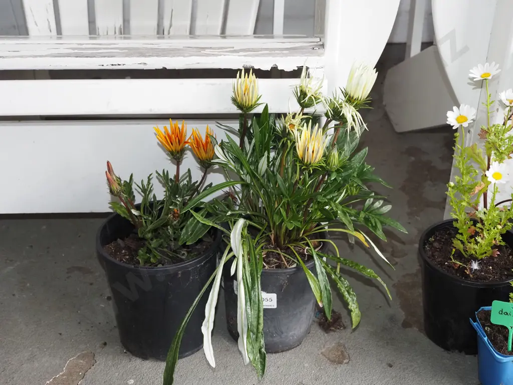 2x potted orange and yellow daisies Image 1++