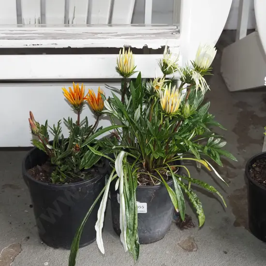 2x potted orange and yellow daisies