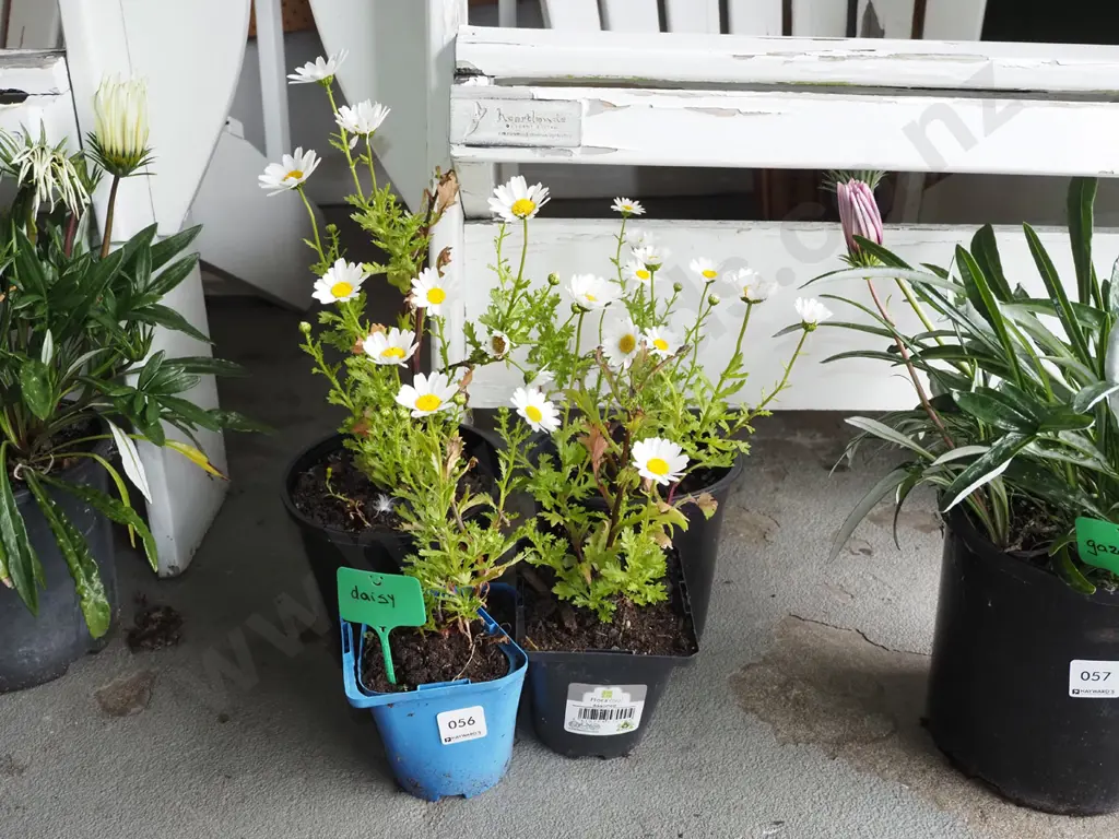 4x potted yellow and white daisies Image 1++