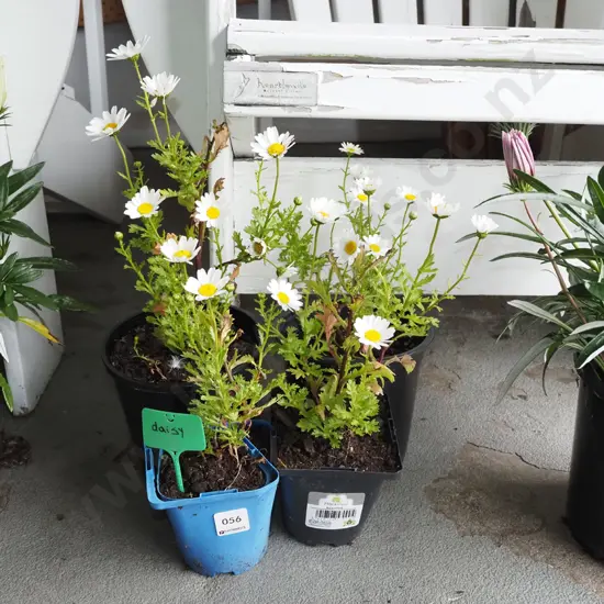 4x potted yellow and white daisies