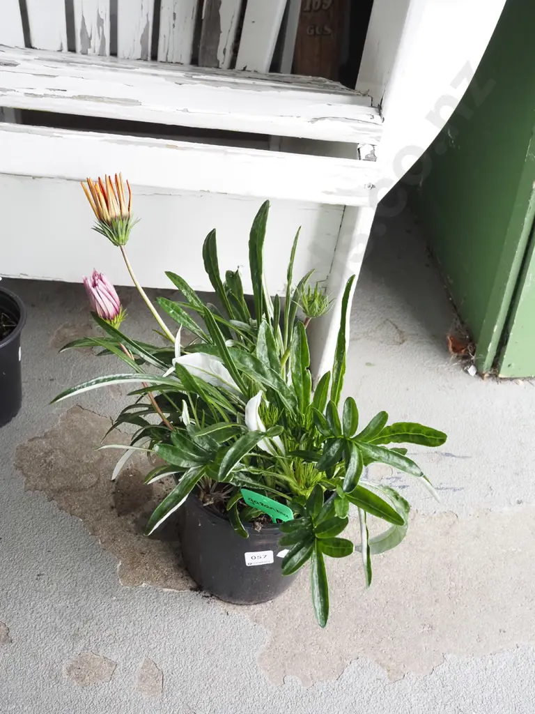 potted gazania Image 1++