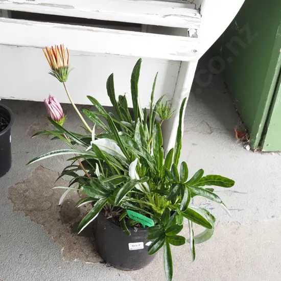 potted gazania