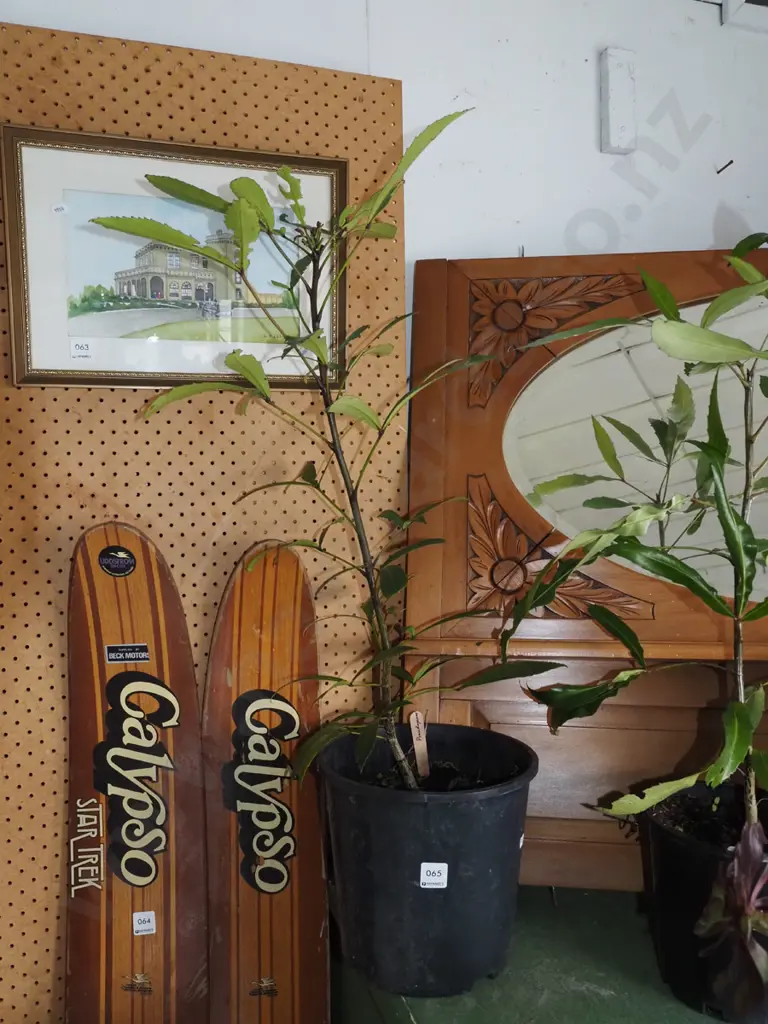 potted pseudopanax Overall H800 Image 1++