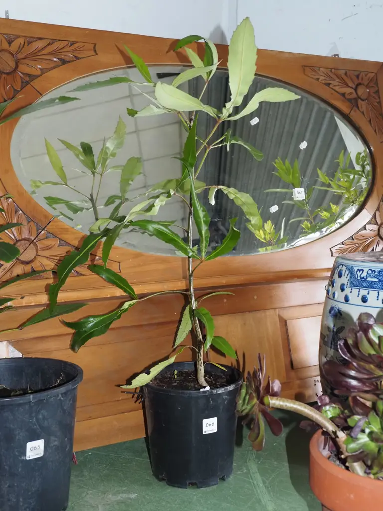 potted pseudopanax Overall H700 Image 1++