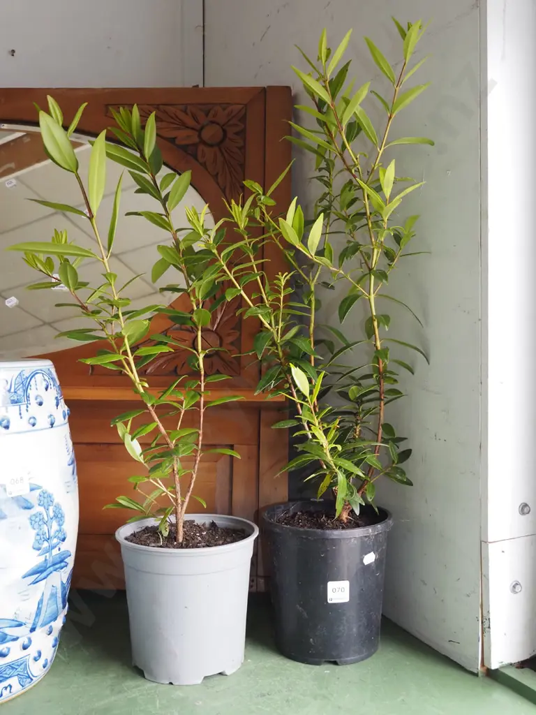 2x potted pohutukawa Image 1++