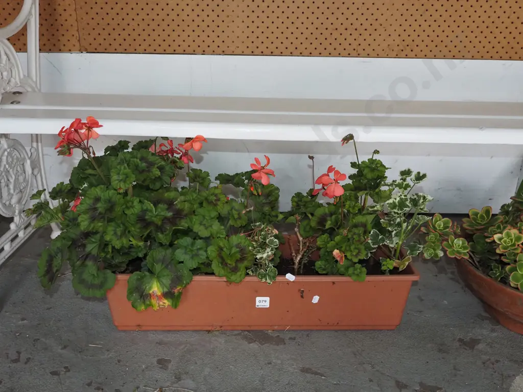 plastic potted geraniums Image 1++