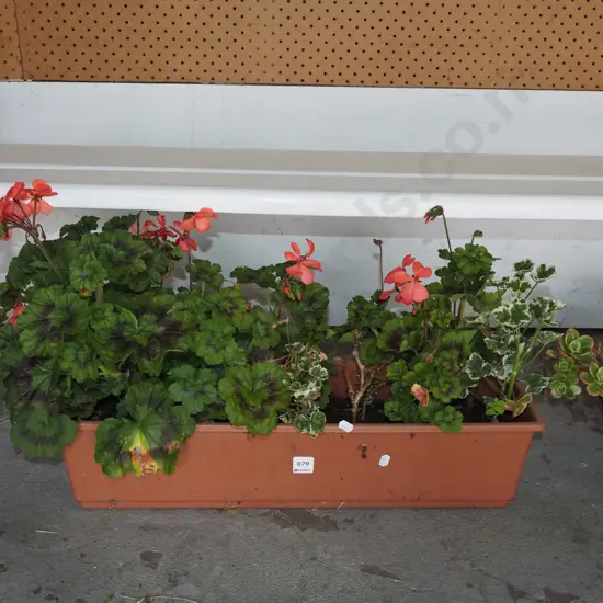 plastic potted geraniums