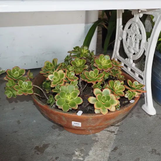 succulents in terracotta planter