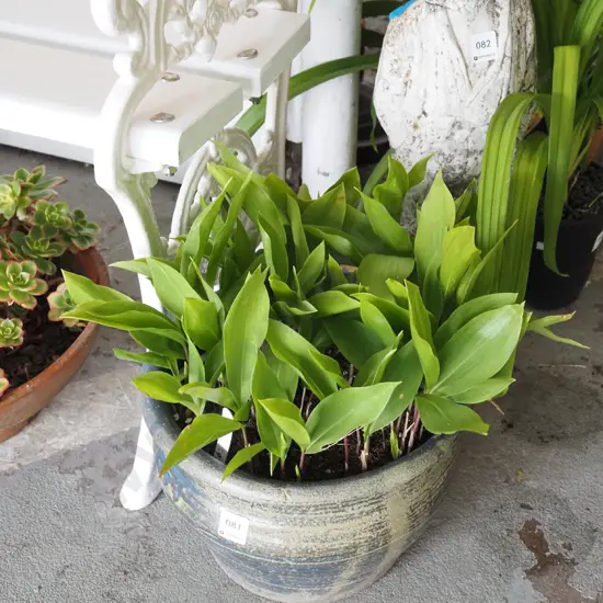 lily of the valley in blue ceramic planter