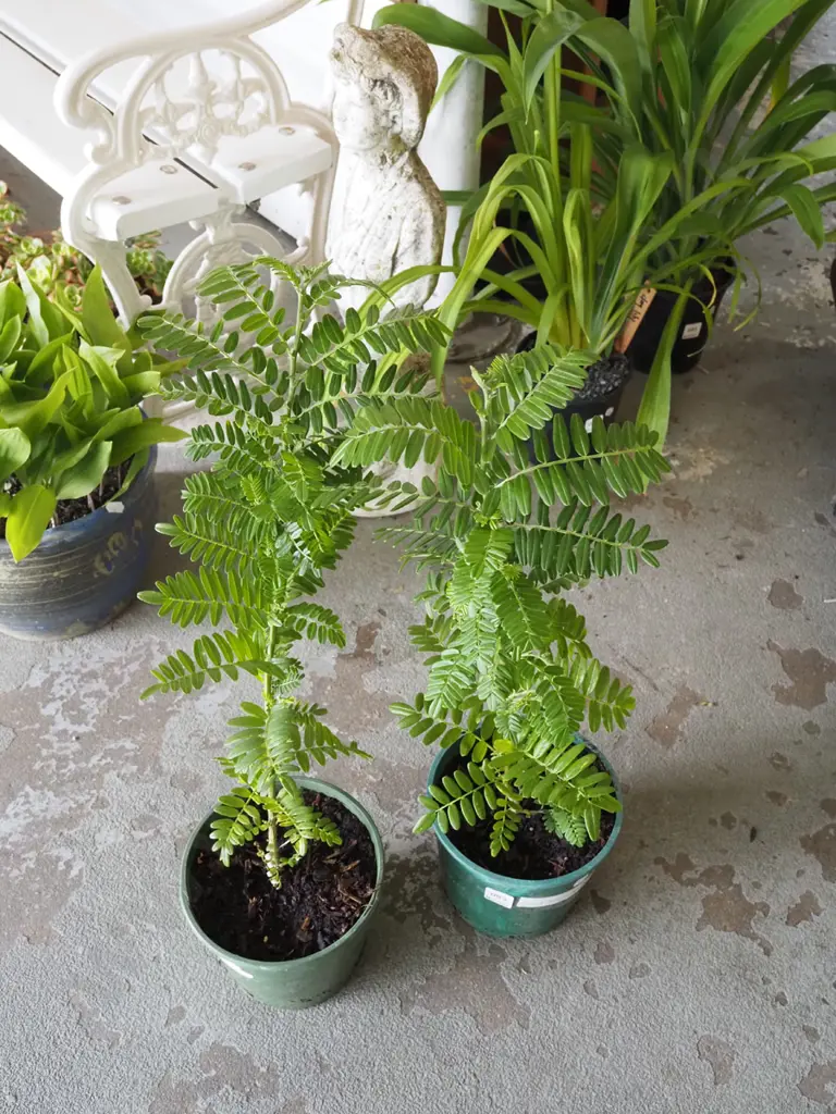 2x potted red kaka beaks Image 1++