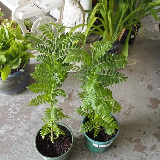 2x potted red kaka beaks