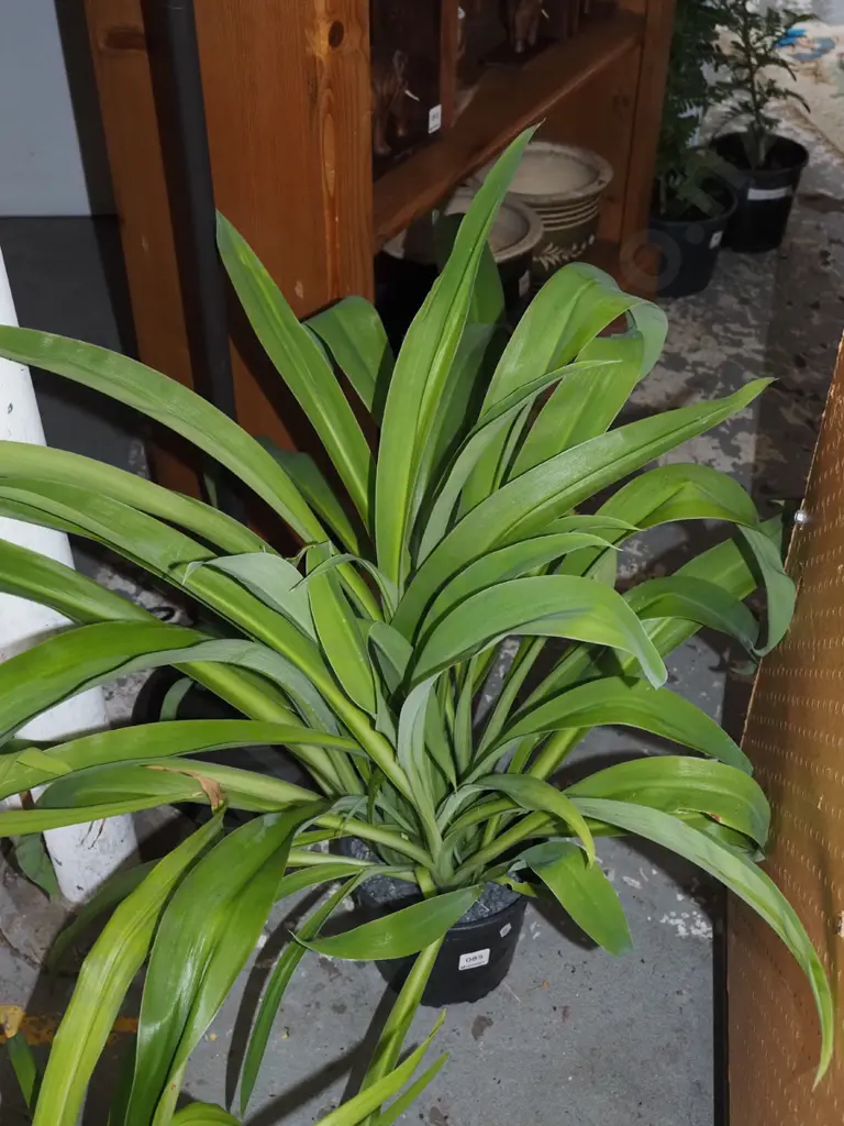 potted reinga reinga Image 1++