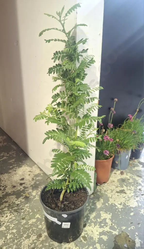 potted red kakas beak Image 1++