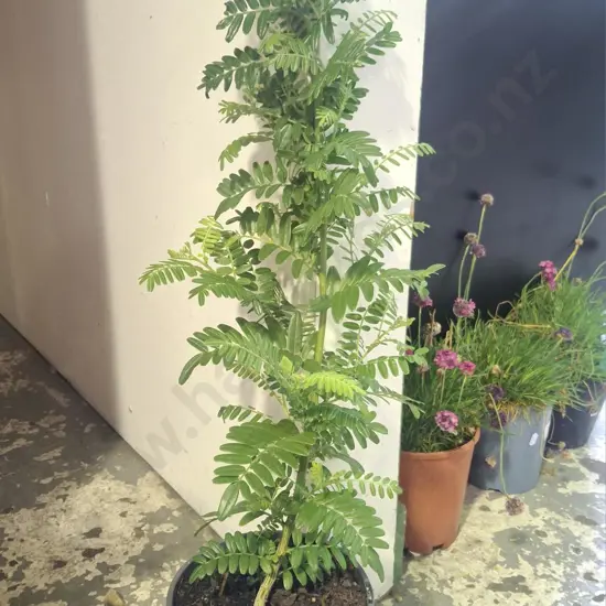 potted red kakas beak