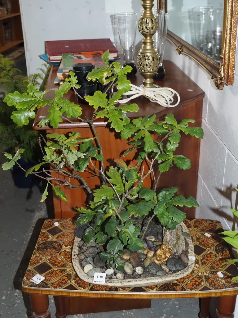 oak bonsai in studio pottery planter - suffering aphid infestation Image 1++