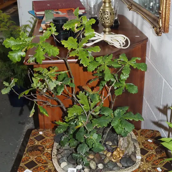 oak bonsai in studio pottery planter - suffering aphid infestation