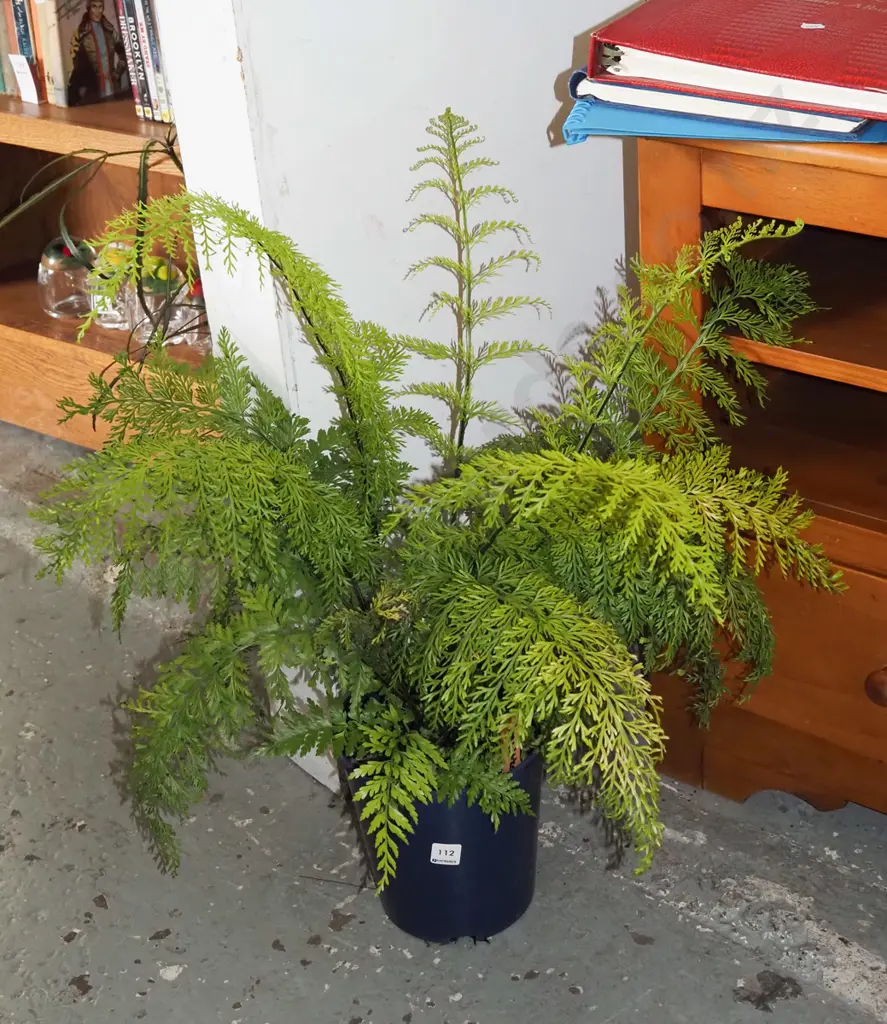 potted hen and chicken fern Image 1++