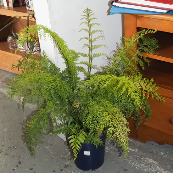 potted hen and chicken fern