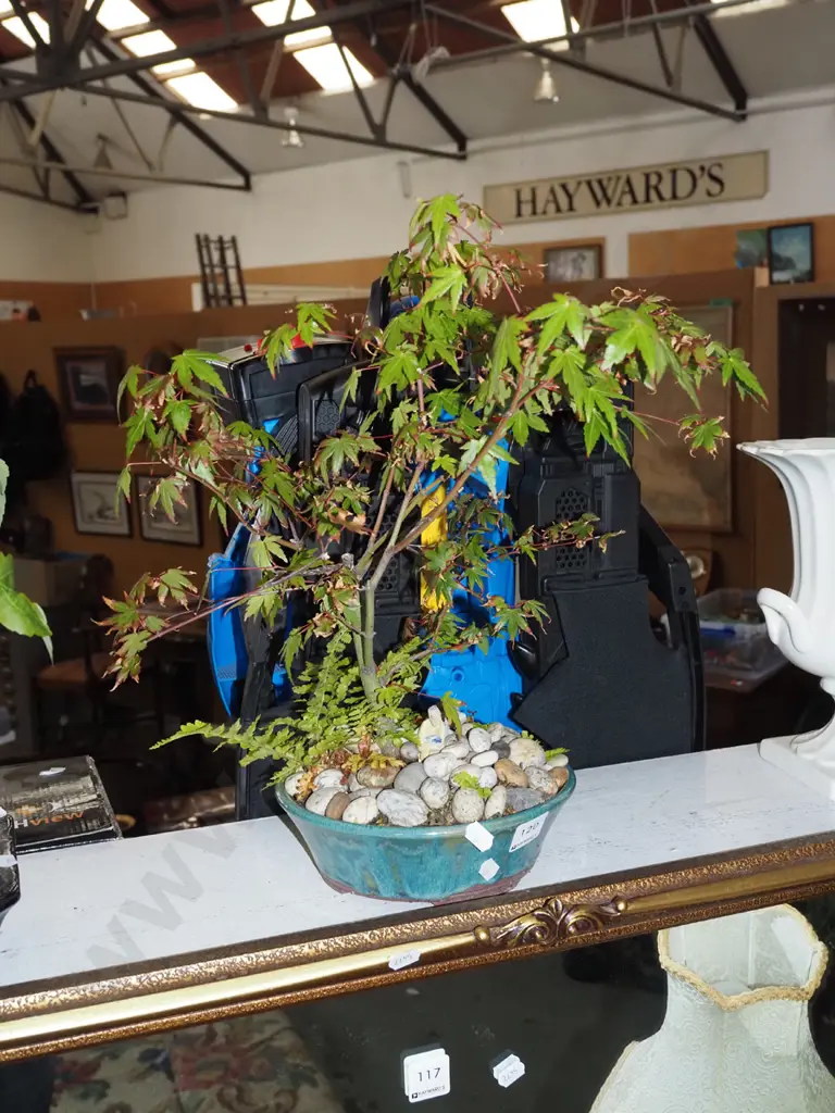 small maple bonsai Image 1++
