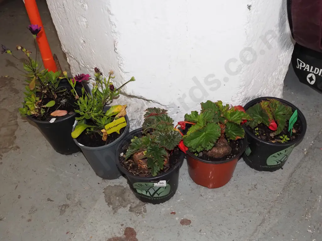 5x potted plants - begonia, osteospoeranum Image 1++