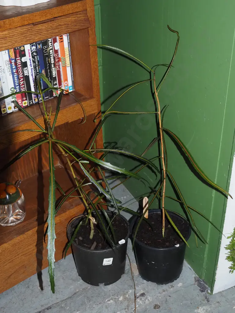 2x potted lancewoods Image 1++