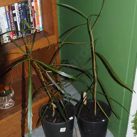 2x potted lancewoods