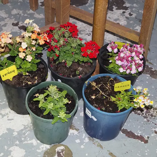 5x potted plants; vervena & nemesia