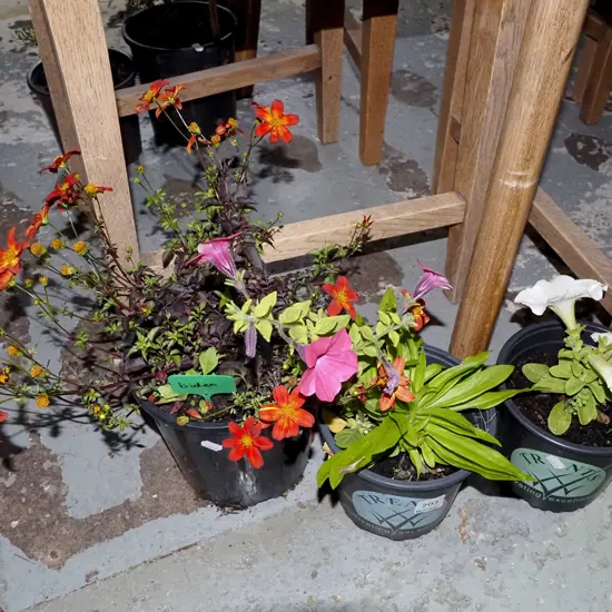 potted plant; 1x biden 2xx petunia