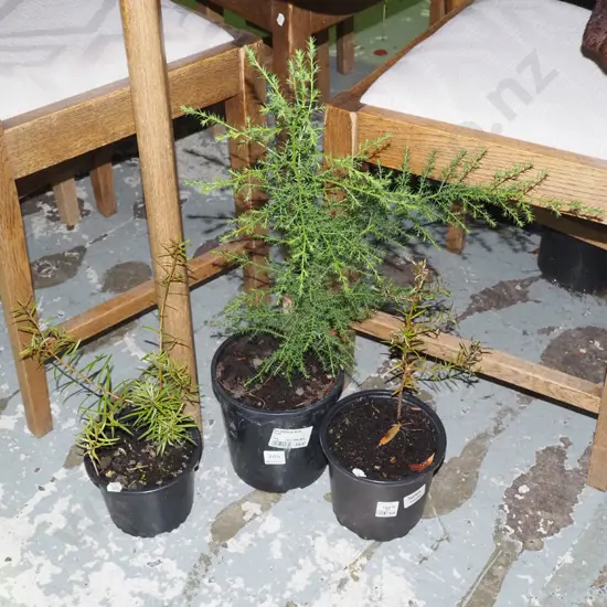 potted plants; 2x totara 1x confier?