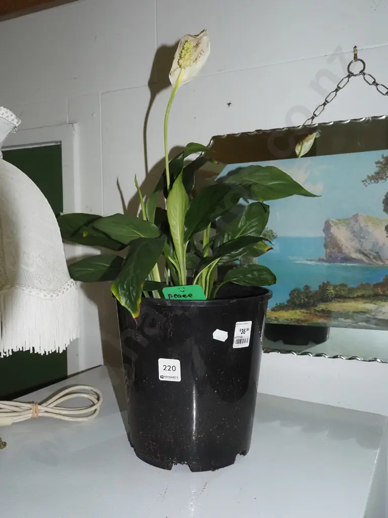 potted peace lily Image 1++