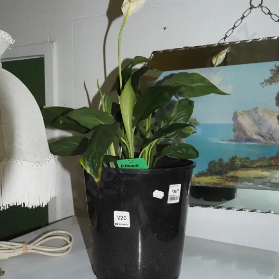 potted peace lily