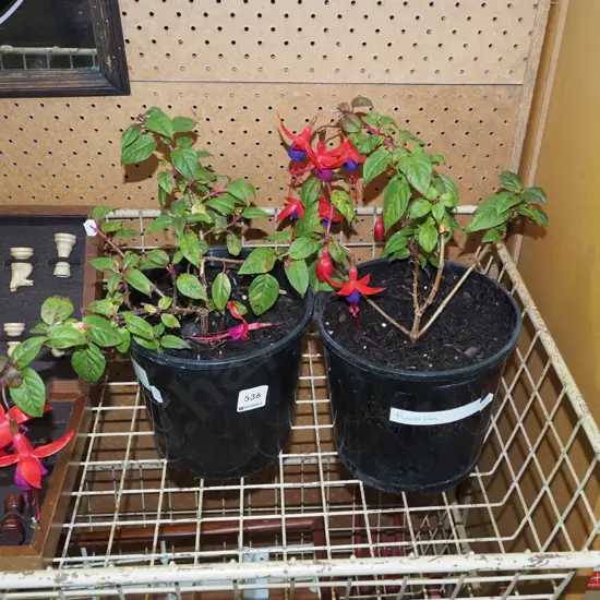 2x potted fuschias