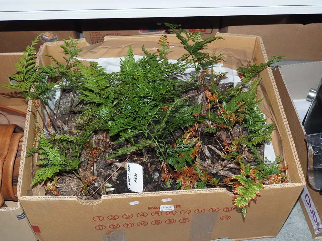 box of hares foot ferns Image 1++