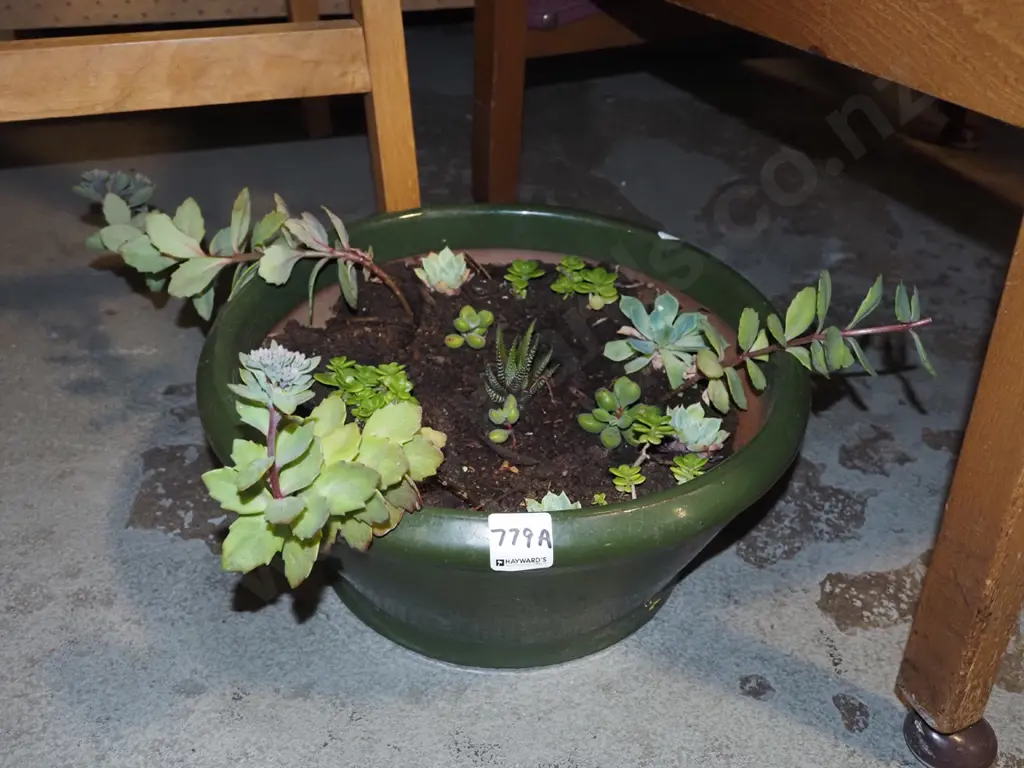 succulents in stoneware planter Image 1++