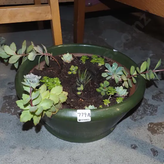 succulents in stoneware planter